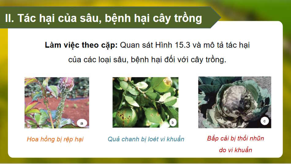  Bài 15: Sâu bệnh hại cây trồng và ý nghĩa của việc phòng trừ