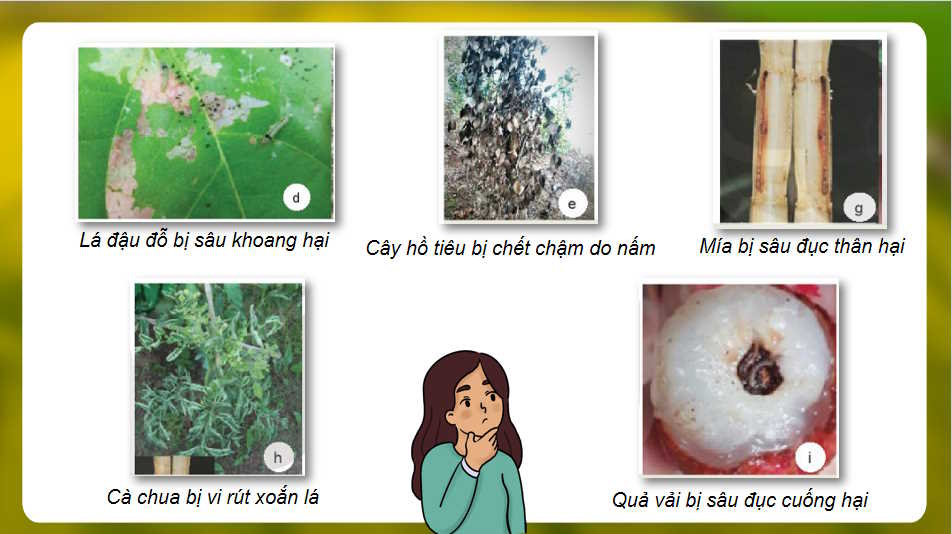  Bài 15: Sâu bệnh hại cây trồng và ý nghĩa của việc phòng trừ