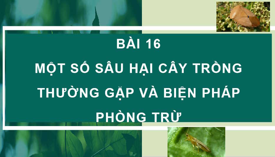  Bài 16: Một số hại cây trồng thường gặp và biện pháp phòng trừ