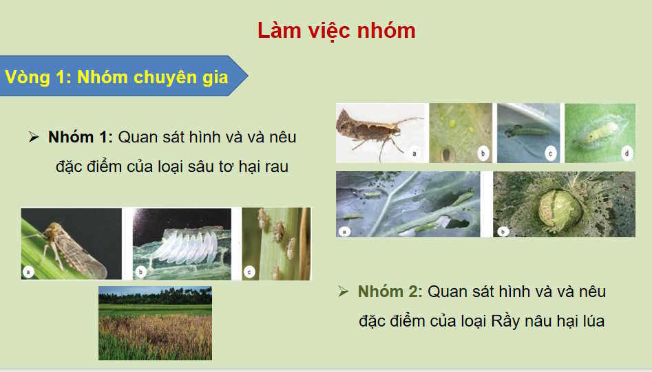  Bài 16: Một số hại cây trồng thường gặp và biện pháp phòng trừ