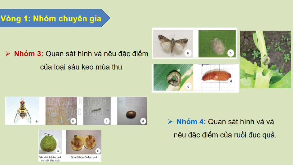  Bài 16: Một số hại cây trồng thường gặp và biện pháp phòng trừ