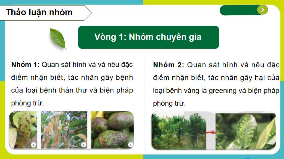  Bài 17: Một số bệnh hại cây trồng thường gặp và biện pháp phòng trừ