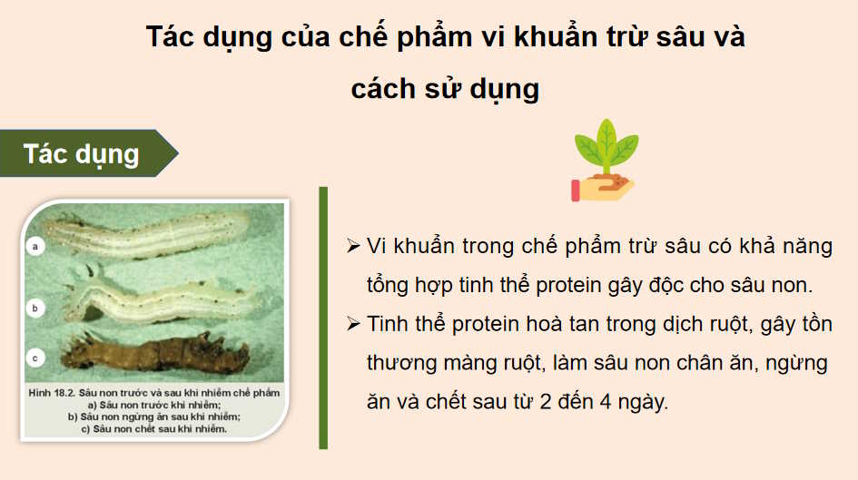  Bài 18: Ứng dụng công nghệ vi sinh trong phòng trừ sâu bệnh hại cây trồng