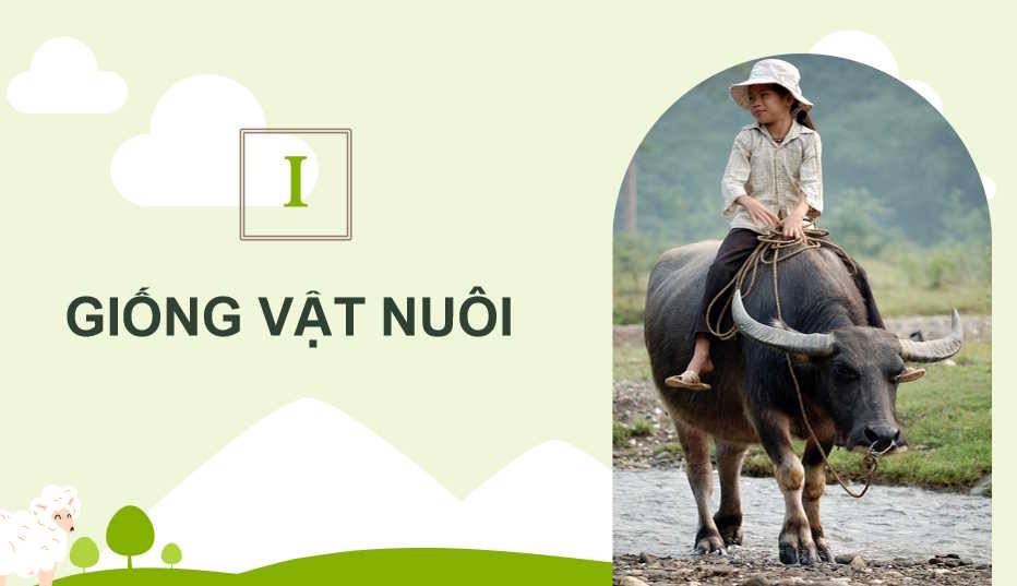  Bài 3: Khái niệm vai trò của giống trong chăn nuôi