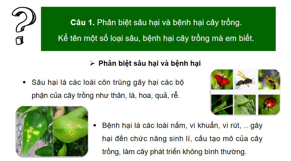 Công nghệ 10 : Ôn tập chương 5