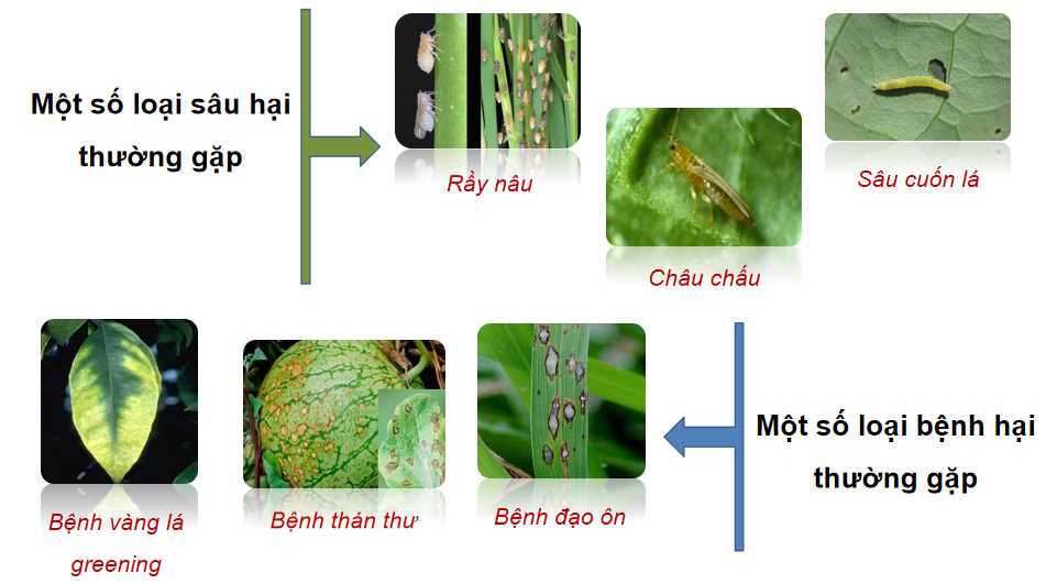 Công nghệ 10 : Ôn tập chương 5