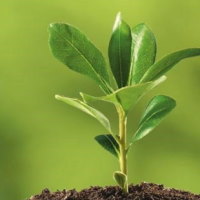 PowerPoint Tự nhiên và xã hội 2 Bài 16: Thực vật sống ở đâu