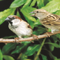 PowerPoint Tự nhiên và xã hội 2 Bài 17: Động vật sống ở đâu