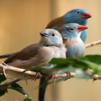 PowerPoint Tự nhiên và xã hội 2 Bài 18: Cần làm gì để bảo vệ môi trường sống của thực vật và động vật