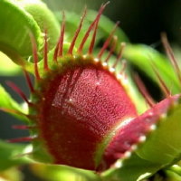 PowerPoint Tự nhiên và xã hội 2 Bài 19: Thực vật và động vật quanh em