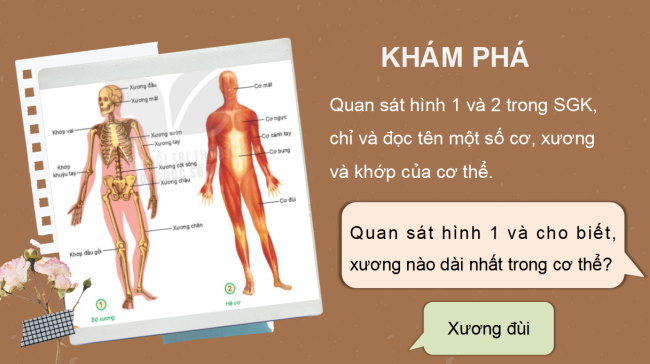 PowerPoint Tự nhiên và xã hội 2 Bài 21: Tìm hiểu cơ quan vận động