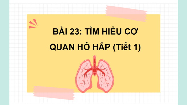 PowerPoint Tự nhiên và xã hội 2 Bài 23: Tìm hiểu cơ quan hô hấp