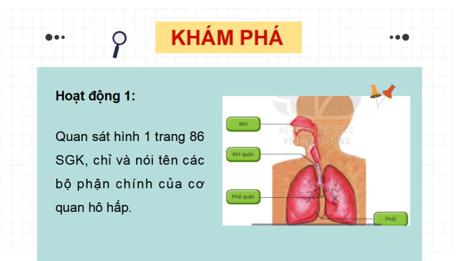 PowerPoint Tự nhiên và xã hội 2 Bài 23: Tìm hiểu cơ quan hô hấp