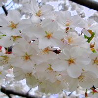 PowerPoint Công nghệ 4 Bài 2: Một số loại hoa, cây cảnh phổ biến