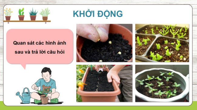 PowerPoint Công nghệ 4 Bài 4: Gieo hạt hoa, cây cảnh trong chậu