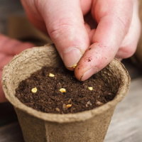 PowerPoint Công nghệ 4 Bài 4: Gieo hạt hoa, cây cảnh trong chậu