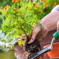 PowerPoint Công nghệ 4 Bài 6: Chăm sóc hoa, cây cảnh trong chậu