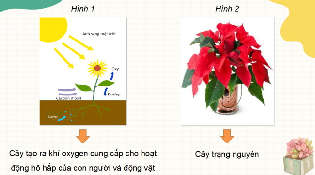 PowerPoint Công nghệ 4 Ôn tập học kì 1
