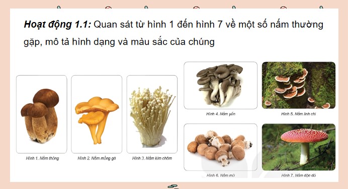 powerpoint khoa hoc 4 kntt hk2 4*508774