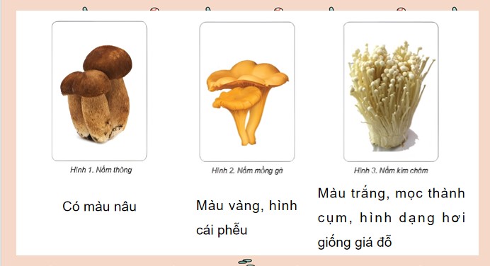 powerpoint khoa hoc 4 kntt hk2 5*508775