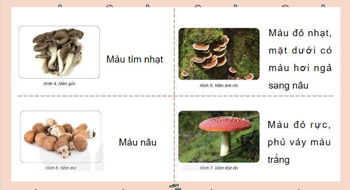 powerpoint khoa hoc 4 kntt hk2 6*508776