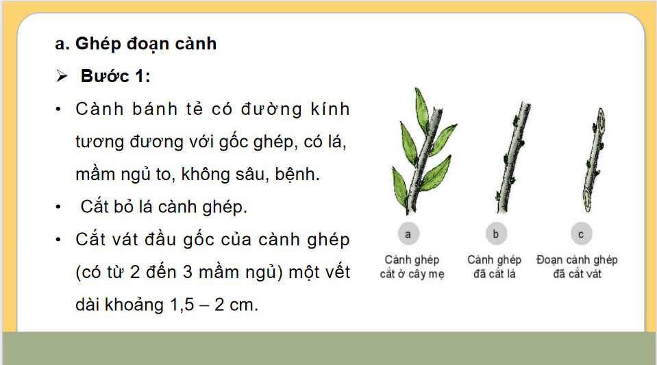 Thực hành Nhân giống cây ăn quả bằng phương pháp ghép
