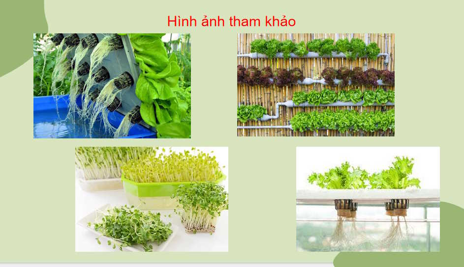 Công nghệ trồng cây không dùng đất