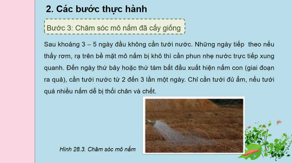 Thực hành Sử dụng rơm dạ để trồng nấm rơm
