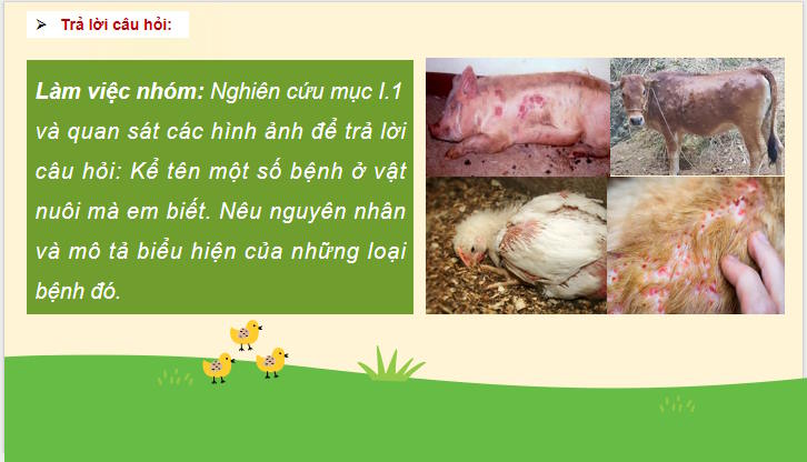 Vai trò của phòng, trị bệnh trong chăn nuôi