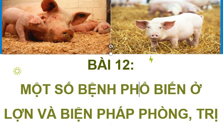Một số bệnh phổ biến ở lợn và biện pháp phòng trị bệnh