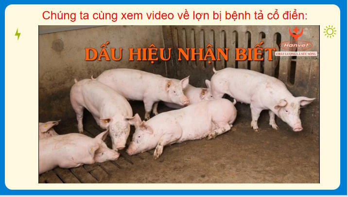 Một số bệnh phổ biến ở lợn và biện pháp phòng trị bệnh