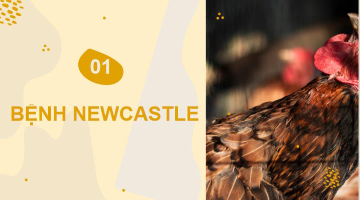 Một số bệnh phổ biến ở gia cầm và biện pháp phòng trị bệnh