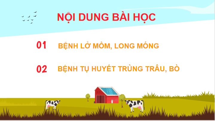 Một số bệnh phổ biến ở trâu bò và biện pháp phòng trị