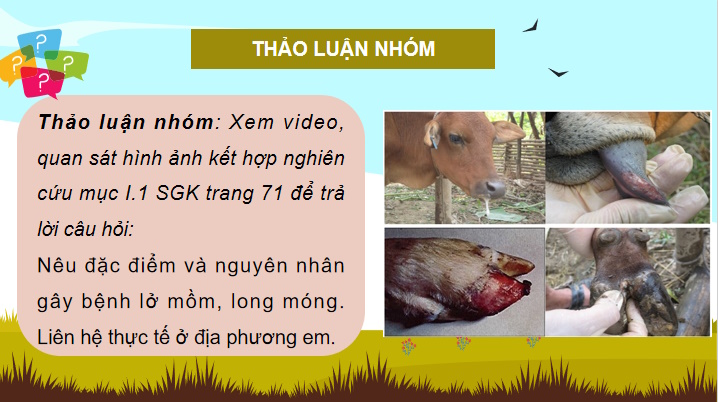 Một số bệnh phổ biến ở trâu bò và biện pháp phòng trị