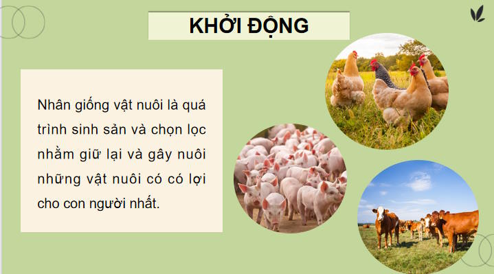 Ứng dụng công nghệ sinh học trong chọn và nhân giống vật nuôi