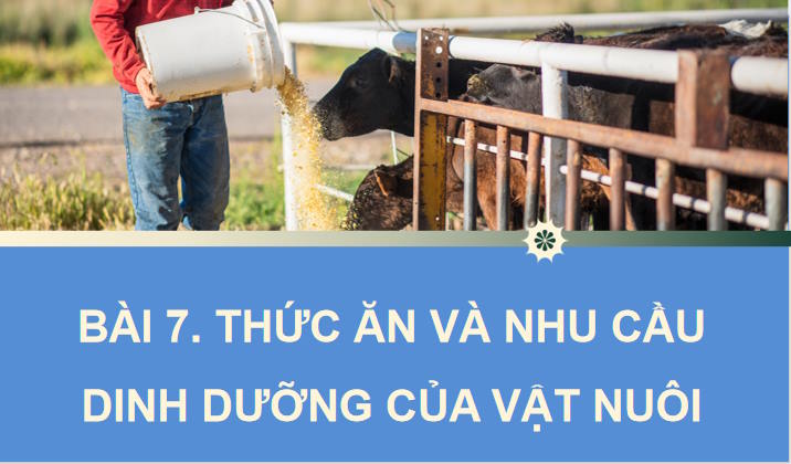 Thức ăn và nhu cầu dinh dưỡng của vật nuôi