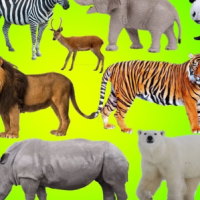 PowerPoint Khoa học tự nhiên 6 Bài 14: Phân loại thế giới sống