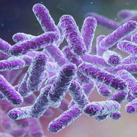 PowerPoint Khoa học tự nhiên 6 Bài 16: Virus và vi khuẩn
