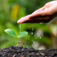 PowerPoint Khoa học 4 Bài 15: Thực vật cần gì để sống và phát triển