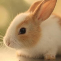 PowerPoint Khoa học 4 Bài 16: Nhu cầu sống của động vật