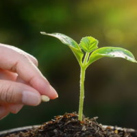 PowerPoint Khoa học 4 Bài 17: Chăm sóc cây trồng và vật nuôi