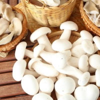 PowerPoint Khoa học 4 Bài 20: Nấm ăn và nấm men trong đời sống