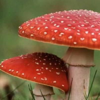 PowerPoint Khoa học 4 Bài 21: Nấm có hại và cách bảo quản thực phẩm