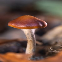 PowerPoint Khoa học 4 Bài 22: Ôn tập chủ đề nấm