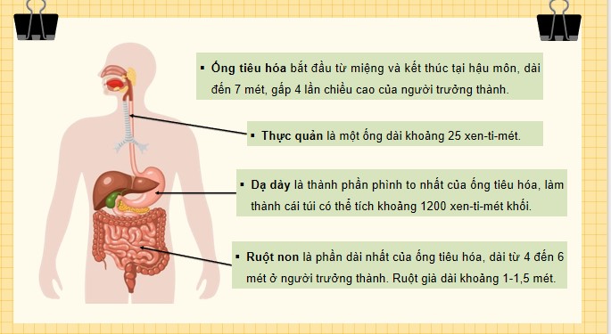 Tu nhien va xa hoi 3 KNTT bai 18 8*520460