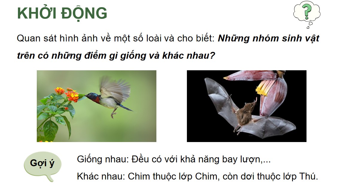 Powerpoint Sinh 12 Cánh Diều Bài 18