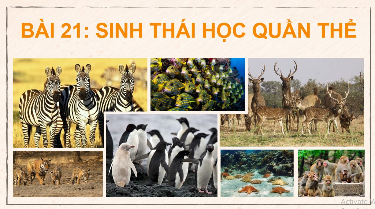 Powerpoint Sinh 12 Cánh Diều Bài 21