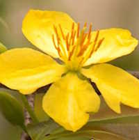 Giáo án Sinh hoạt lớp 7 Chào xuân yêu thương tuần 17