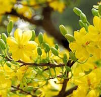 Giáo án Sinh hoạt lớp 7 Chào xuân yêu thương tuần 18