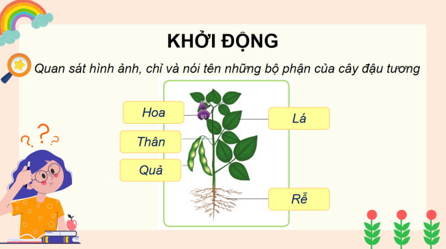 PowerPoint Tự nhiên và xã hội 3 Bài 12: Các bộ phận của thực vật và chức năng của chúng